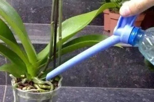 蝴蝶兰如何正确浇水，原则就是见干见湿