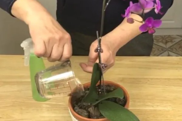 蝴蝶兰如何正确浇水，原则就是见干见湿