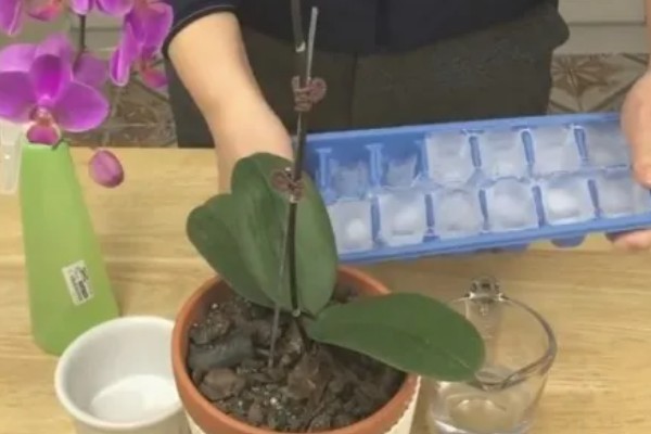 蝴蝶兰如何正确浇水，原则就是见干见湿