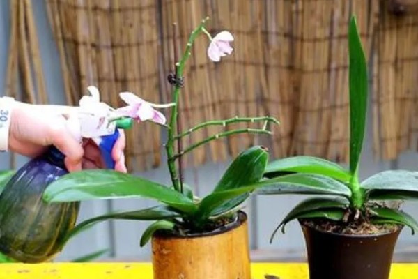 蝴蝶兰如何正确浇水，原则就是见干见湿