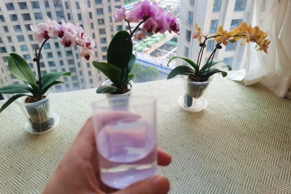 蝴蝶兰如何正确浇水，原则就是见干见湿