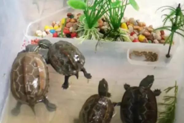 乌龟不吃食的原因，可能是温度太低所致