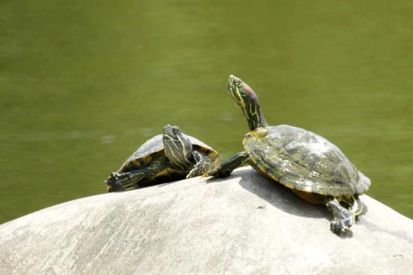 乌龟不吃食的原因，可能是温度太低所致