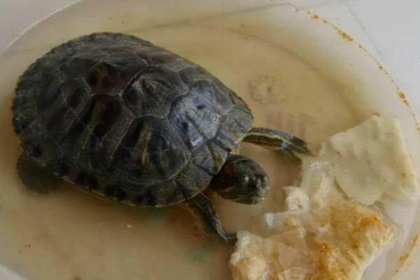 乌龟不吃食的原因，可能是温度太低所致