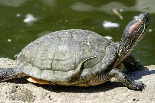 乌龟不吃食的原因，可能是温度太低所致