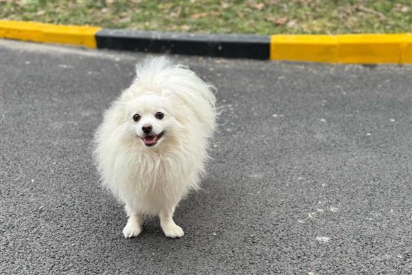 为什么不可让狗狗淋雨,可能会着凉