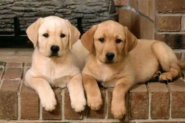 为什么不可让狗狗淋雨,可能会着凉