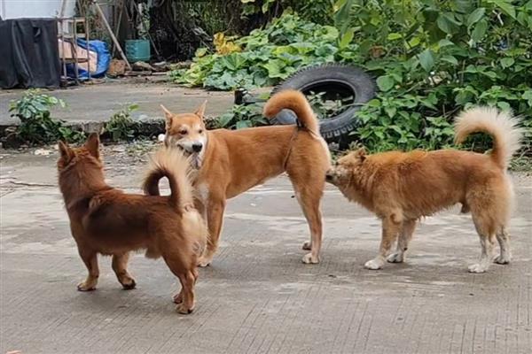 为什么不可让狗狗淋雨,可能会着凉