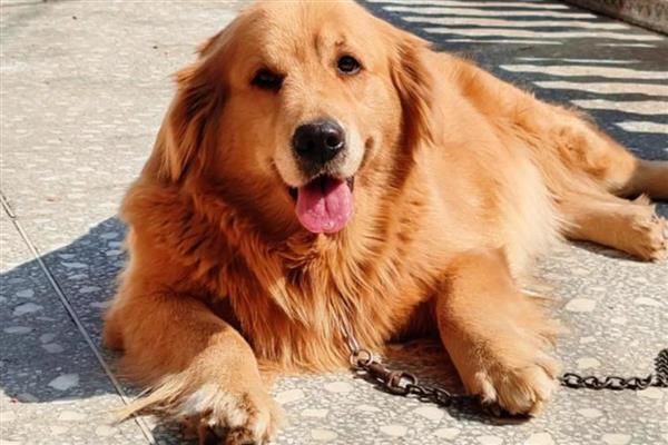 为什么不可让狗狗淋雨,可能会着凉