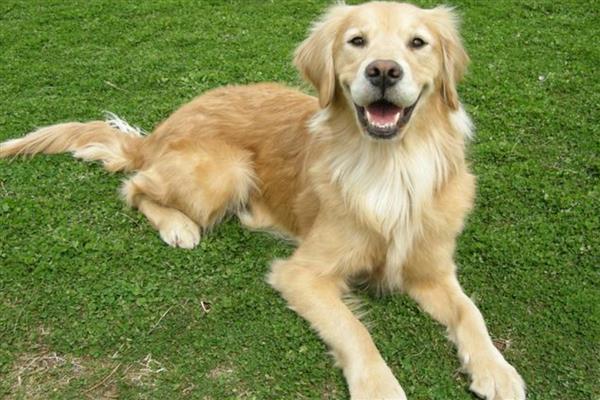 为什么不可让狗狗淋雨,可能会着凉