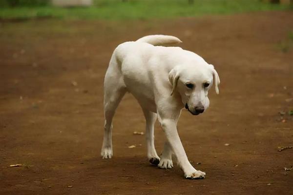 为什么不可让狗狗淋雨,可能会着凉