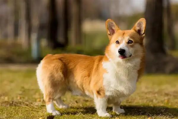 为什么不可让狗狗淋雨,可能会着凉