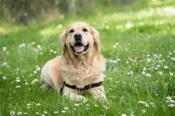 为什么不可让狗狗淋雨,可能会着凉
