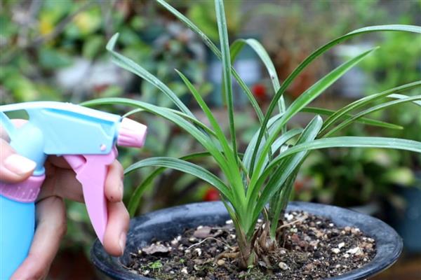 兰花茎腐病的特效药，可以喷洒茎腐灵乳油