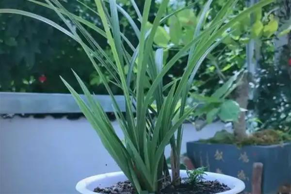 兰花茎腐病的特效药，可以喷洒茎腐灵乳油