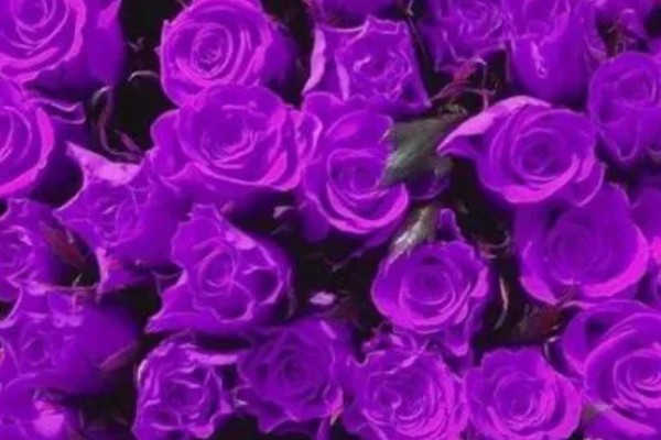 紫色妖姬的花语，寓意浪漫真情、迷恋着迷等