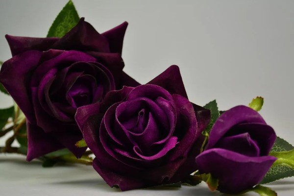 紫色妖姬的花语，寓意浪漫真情、迷恋着迷等