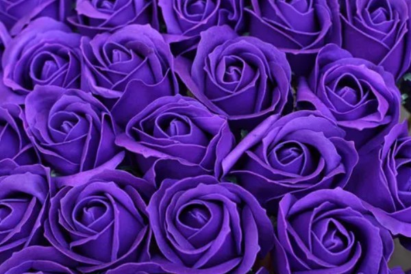 紫色妖姬的花语，寓意浪漫真情、迷恋着迷等