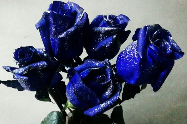 紫色妖姬的花语，寓意浪漫真情、迷恋着迷等