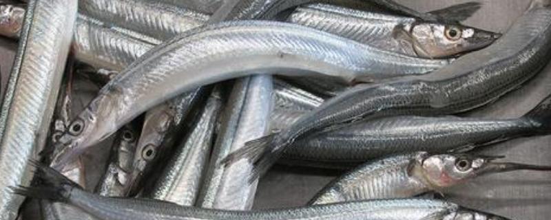 马步鱼简介，别称棒鱼、日本下鱵鱼等