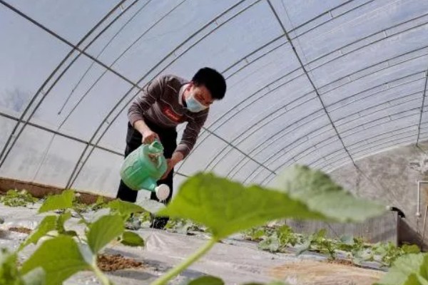 甜瓜增瓜灵什么时候喷,通常在长出3-4片真叶时使用
