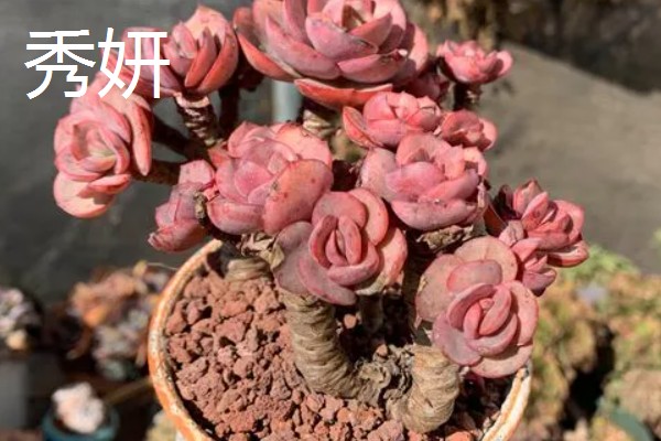 耐高温的多肉植物，常见的有秀妍、橙梦露等