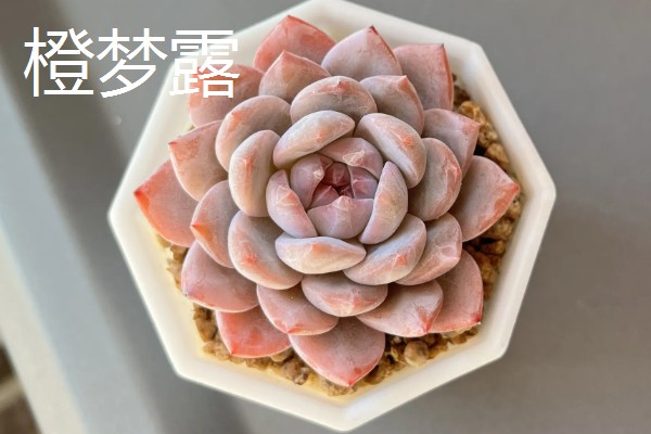 耐高温的多肉植物，常见的有秀妍、橙梦露等