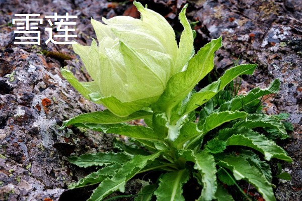 耐高温的多肉植物，常见的有秀妍、橙梦露等