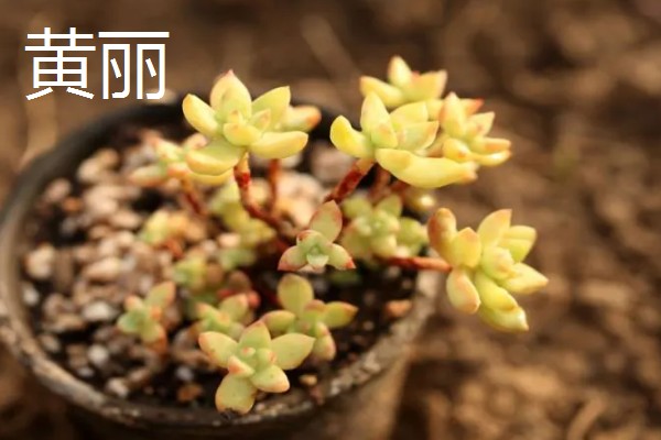 耐高温的多肉植物，常见的有秀妍、橙梦露等