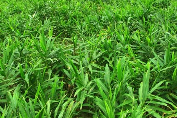 风姜多久施肥一次，共施肥3次