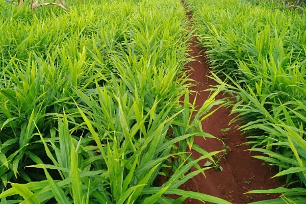 风姜多久施肥一次，共施肥3次