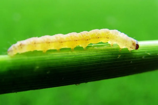 风姜多久施肥一次，共施肥3次