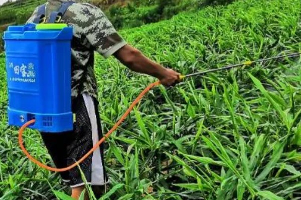 风姜多久施肥一次，共施肥3次