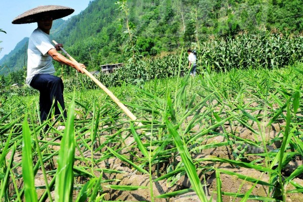 风姜多久施肥一次，共施肥3次