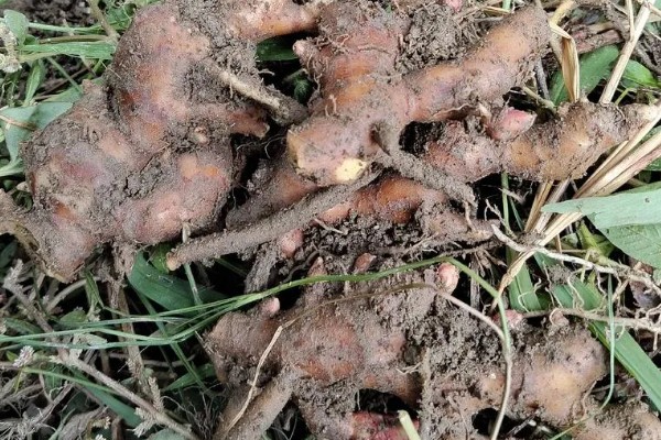 风姜多久施肥一次，共施肥3次