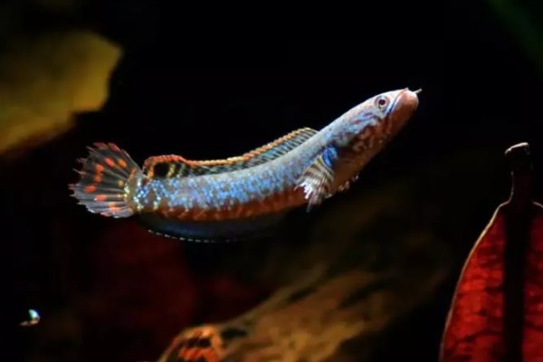 雷龙鱼的寿命多长，寿命都在5-10年之间