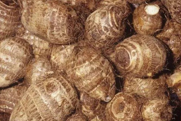 芋头打膨大素的时间,种植后60-70天左右喷施膨大素