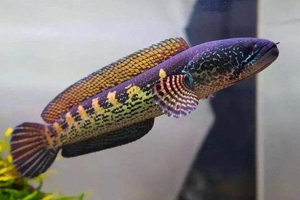 雷龙鱼的寿命多长，寿命都在5-10年之间