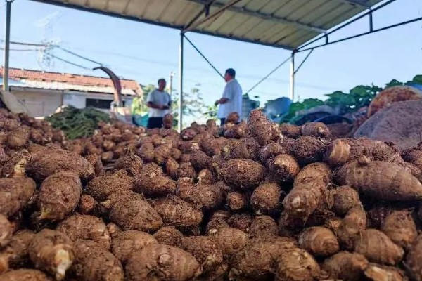 芋头打膨大素的时间,种植后60-70天左右喷施膨大素
