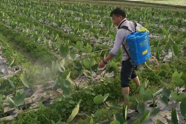 芋头打膨大素的时间,种植后60-70天左右喷施膨大素