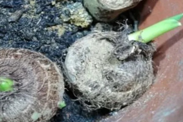 芋头打膨大素的时间,种植后60-70天左右喷施膨大素