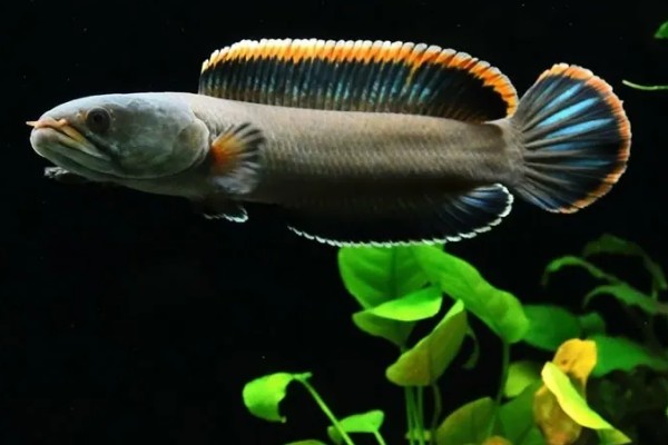 雷龙鱼的寿命多长，寿命都在5-10年之间