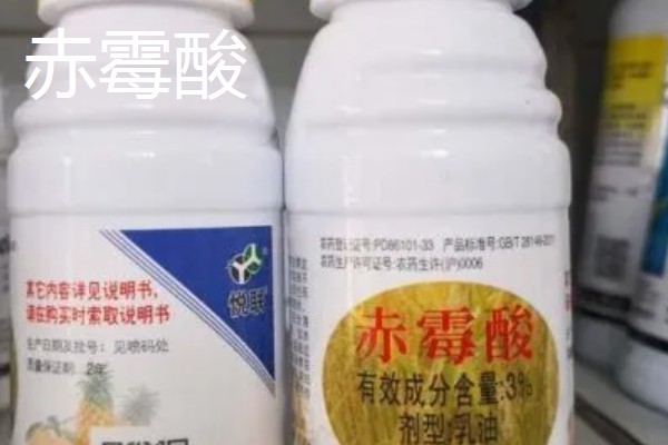 芋头打膨大素的时间,种植后60-70天左右喷施膨大素