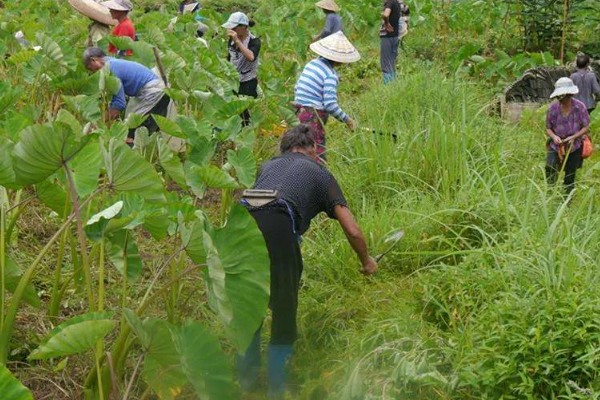 芋头打膨大素的时间,种植后60-70天左右喷施膨大素