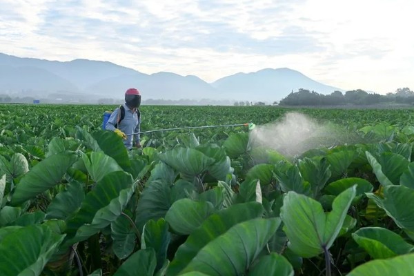 芋头打膨大素的时间,种植后60-70天左右喷施膨大素