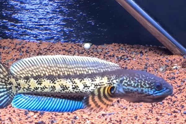 雷龙鱼的寿命多长，寿命都在5-10年之间