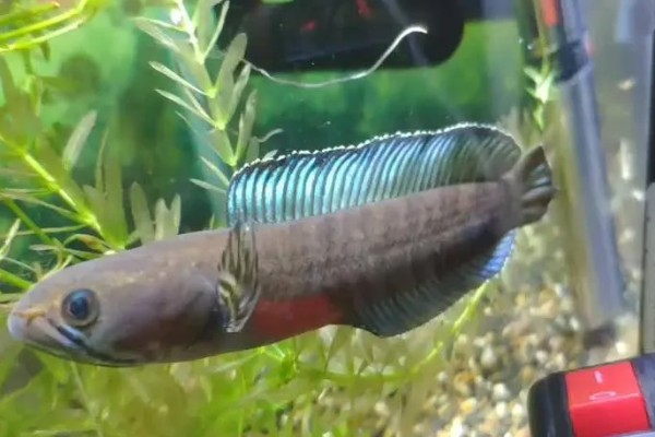 雷龙鱼的寿命多长，寿命都在5-10年之间