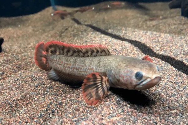 雷龙鱼的寿命多长，寿命都在5-10年之间