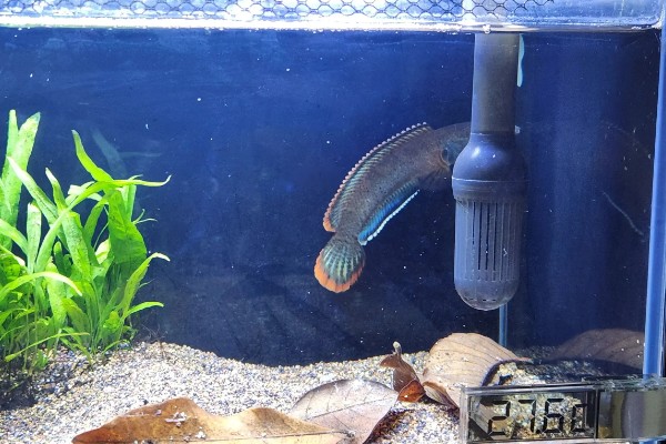 雷龙鱼的寿命多长，寿命都在5-10年之间