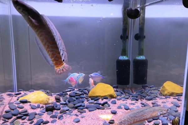 雷龙鱼的寿命多长，寿命都在5-10年之间